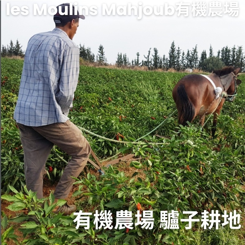 突尼西亞~les Moulins Mahjoub有機莊園~番茄義大利麵醬-細節圖9