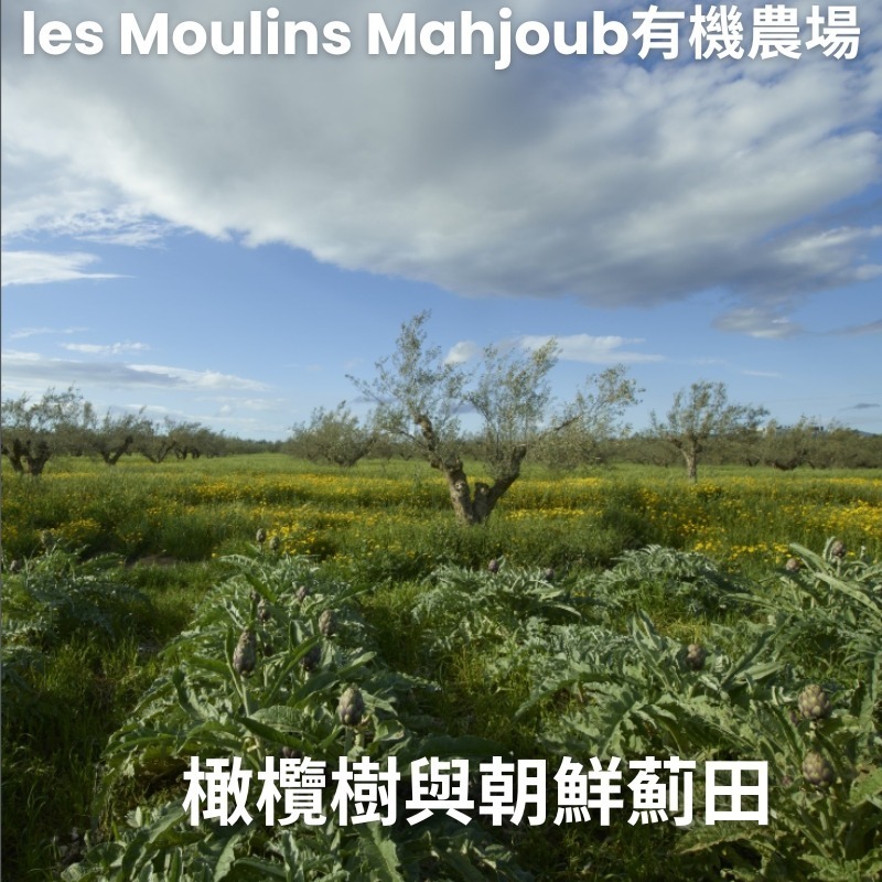 突尼西亞~les Moulins Mahjoub有機莊園~番茄義大利麵醬-細節圖10