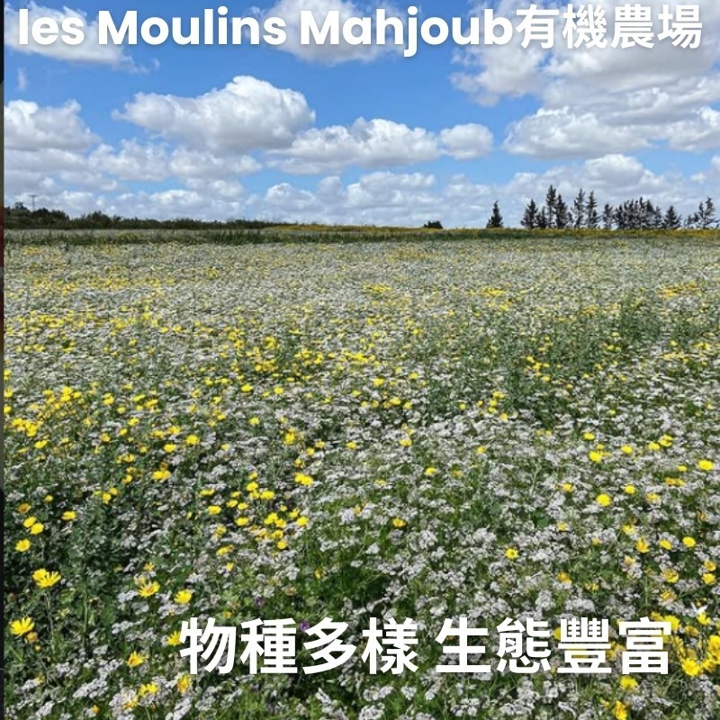 突尼西亞~les Moulins Mahjoub有機莊園~番茄義大利麵醬-細節圖11