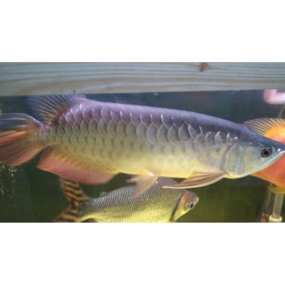 蝦紅素無根萍增豔錠-哺乳類龍魚雷龍蝦類全色系增豔飼料~免照燈不易褪色褪色-細節圖5