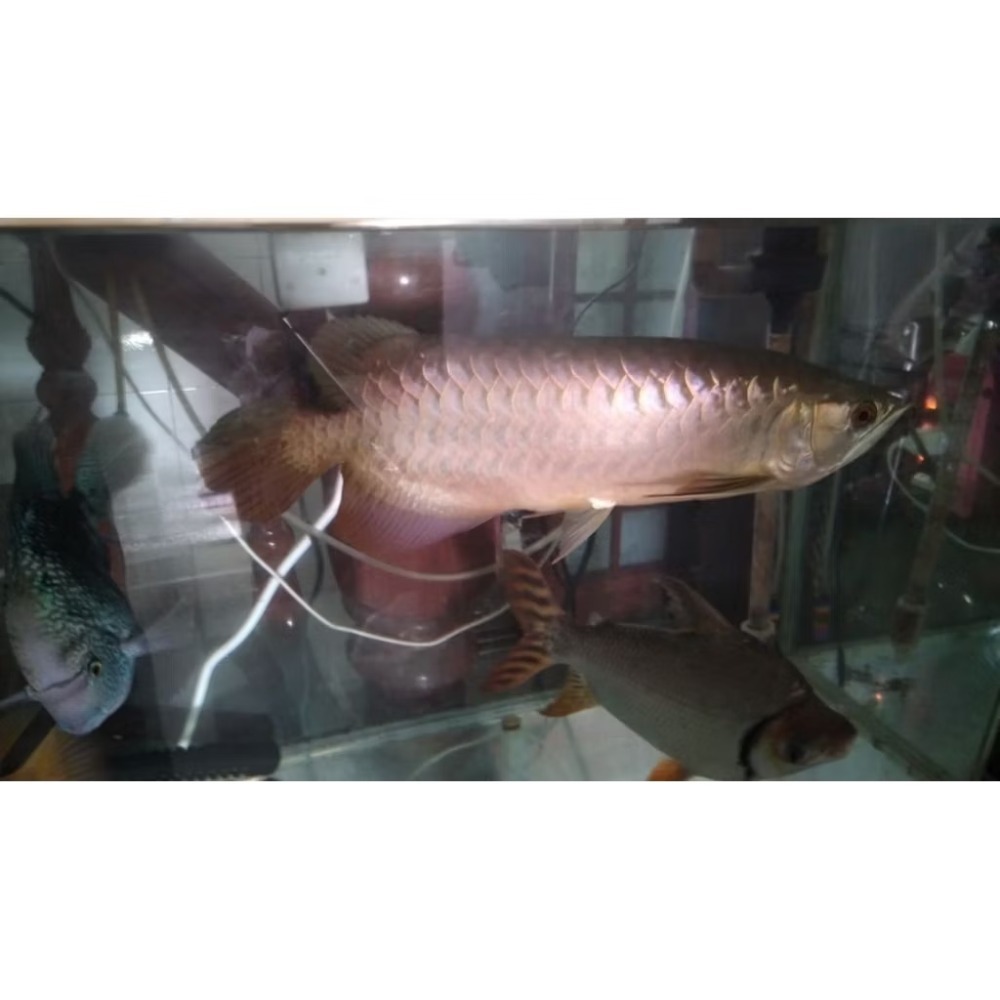 蝦紅素無根萍增豔錠-哺乳類龍魚雷龍蝦類全色系增豔飼料~免照燈不易褪色褪色-細節圖6