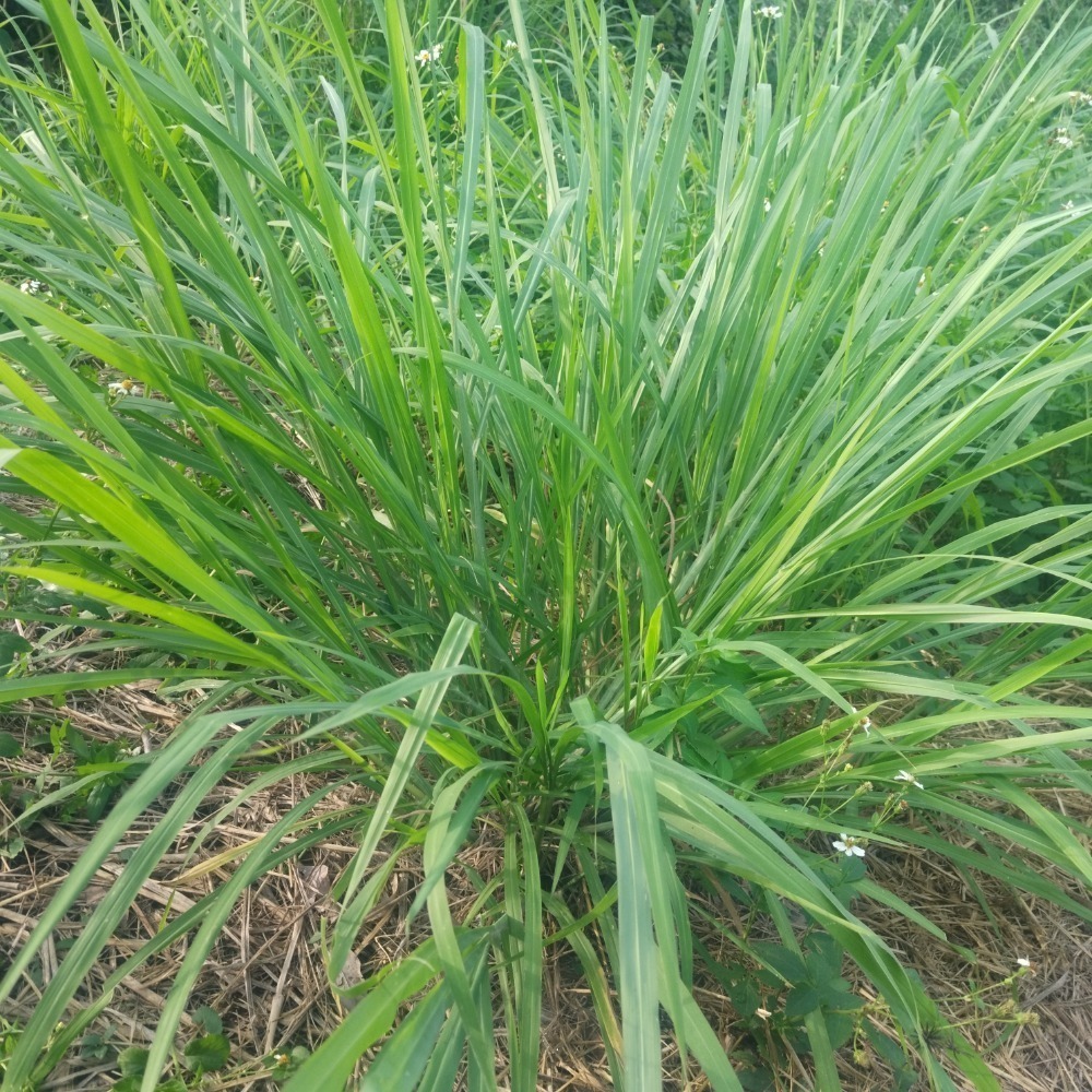 天竺鼠用新鮮天竺草-全葉去梗-細節圖2