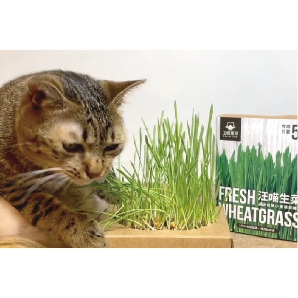 汪喵星球 🍏 頂級貓薄荷棒棒 木天蓼 🍏 貓咪生菜 貓草新鮮栽培盒 🍏 潔牙棒 蟲癭果 貓草 乾貓草 貓薄-細節圖3
