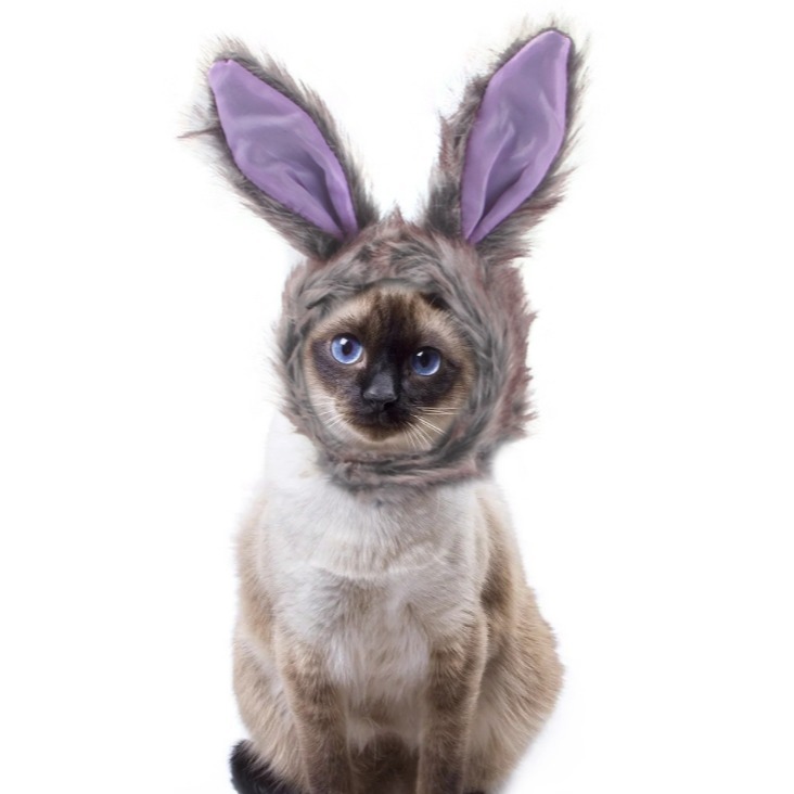 寵物頭套 🍓 可愛頭套 🥦 裝飾 配件 可愛萌趣 裝扮頭飾毛絨 貓咪頭套 兔子造型 寵物變裝帽 小型犬貓用 萬聖節特賣-規格圖9