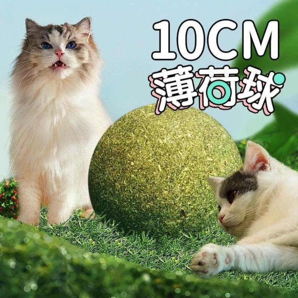 升級版 木天蓼 磨牙棒 木天蓼棒棒 蟲癭果 木天蓼棒 貓咪潔牙 貓咪磨牙 貓咪玩具-細節圖7