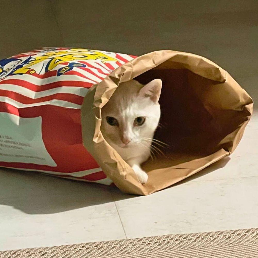 爆米花躲貓貓紙袋 爆米花造型玩具 牛皮紙爆米花紙袋 貓玩具 貓紙袋玩具 紙袋玩具 貓睡窩 貓隧道-細節圖2