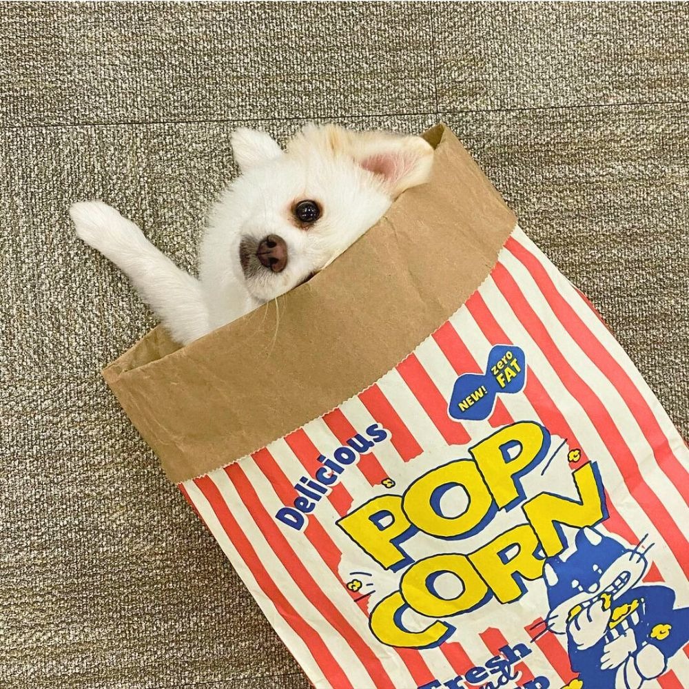 爆米花躲貓貓紙袋 爆米花造型玩具 牛皮紙爆米花紙袋 貓玩具 貓紙袋玩具 紙袋玩具 貓睡窩 貓隧道-細節圖4