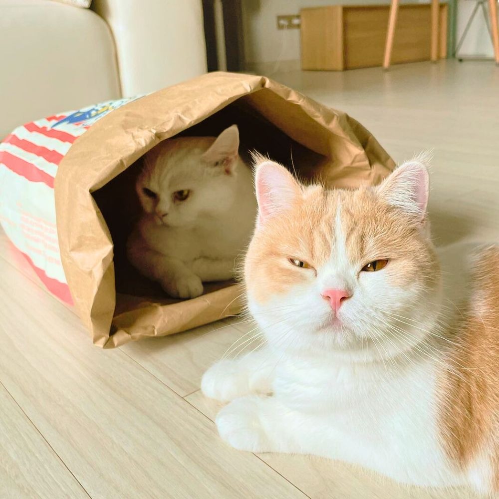 爆米花躲貓貓紙袋 爆米花造型玩具 牛皮紙爆米花紙袋 貓玩具 貓紙袋玩具 紙袋玩具 貓睡窩 貓隧道-細節圖5