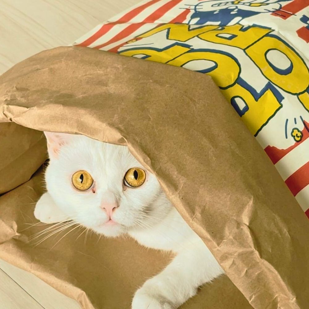 爆米花躲貓貓紙袋 爆米花造型玩具 牛皮紙爆米花紙袋 貓玩具 貓紙袋玩具 紙袋玩具 貓睡窩 貓隧道-細節圖6