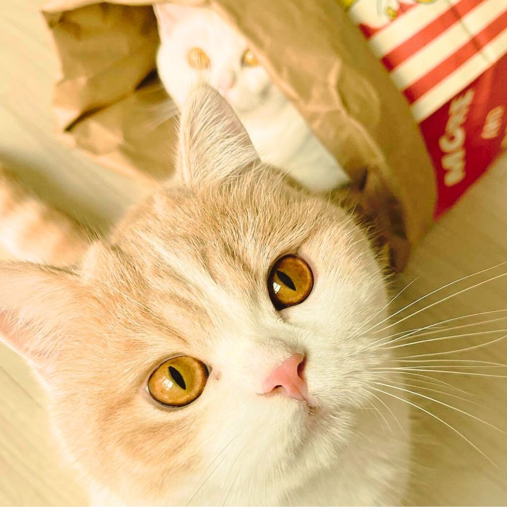 爆米花躲貓貓紙袋 爆米花造型玩具 牛皮紙爆米花紙袋 貓玩具 貓紙袋玩具 紙袋玩具 貓睡窩 貓隧道-細節圖7