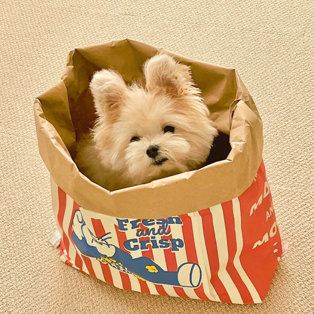 爆米花躲貓貓紙袋 爆米花造型玩具 牛皮紙爆米花紙袋 貓玩具 貓紙袋玩具 紙袋玩具 貓睡窩 貓隧道-細節圖8