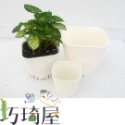 圓角透氣盆（3吋/4吋/5吋）小方盆 育苗盆 控根盆 塑膠花盆 多肉植物花盆 觀葉植物盆 培育盆 黑白育苗杯-規格圖2
