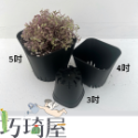 圓角透氣盆（3吋/4吋/5吋）小方盆 育苗盆 控根盆 塑膠花盆 多肉植物花盆 觀葉植物盆 培育盆 黑白育苗杯-規格圖2