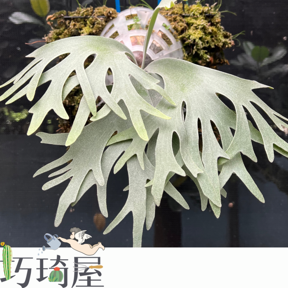 ￼智利水草1公升裝 水苔 鹿角蕨 觀葉植物 乾燥水苔 食蟲植物 捕蟲堇 蘭花介質-細節圖2