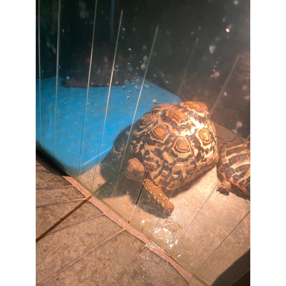 加溫墊 加熱墊 保溫板 硬式加溫墊 可水洗 爬蟲加溫 陸龜 兔子 蜥蜴 寵物保溫墊 寵物保暖墊 幼貓 幼犬 貓 狗-細節圖3