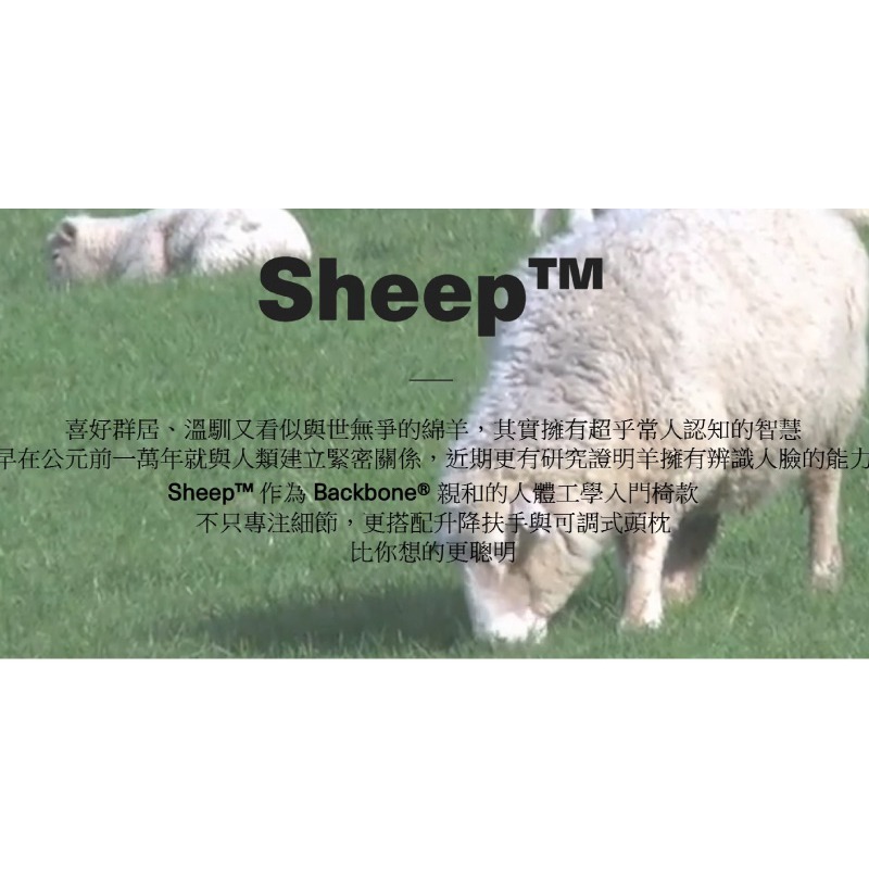 【Backbone】Sheep人體工學椅-細節圖3