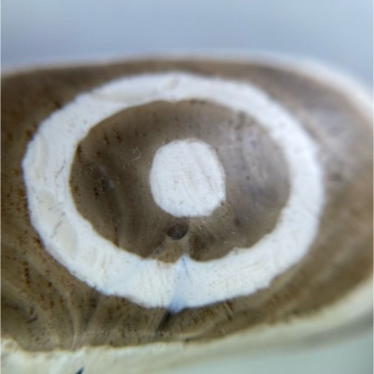 二眼星辰天珠板珠星月菩提手鍊特殊礦脈稀少難見 如理如法上師的加持願力 玉市阿姨小帥哥是做不到的呀 珍藏稀有天珠此處最吉祥-細節圖3