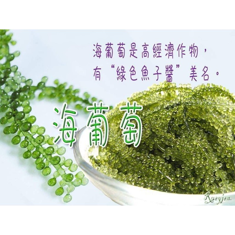 【文暄選物】現貨~快速出貨！台灣製天然35度C-DHA海葡萄藻鹽 鹽巴 藻鹽 鹽 調味料 純素-細節圖6