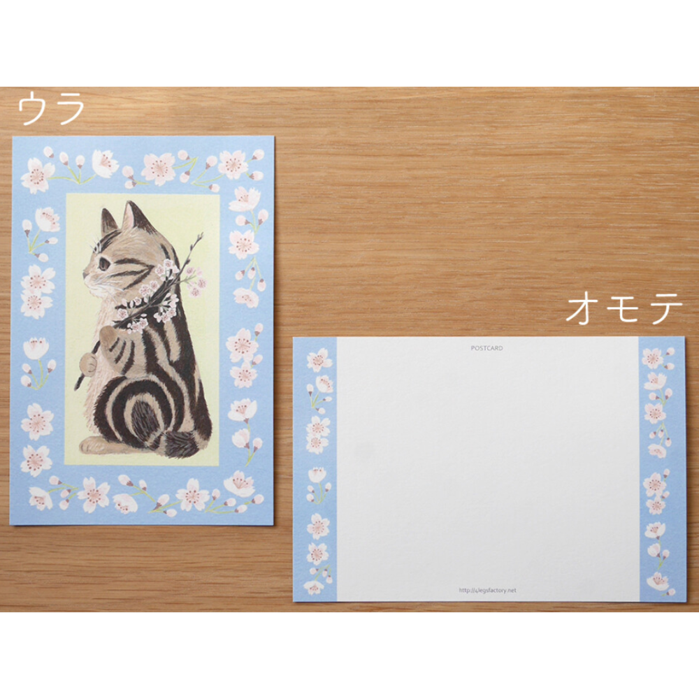 #16美短（アメショー）