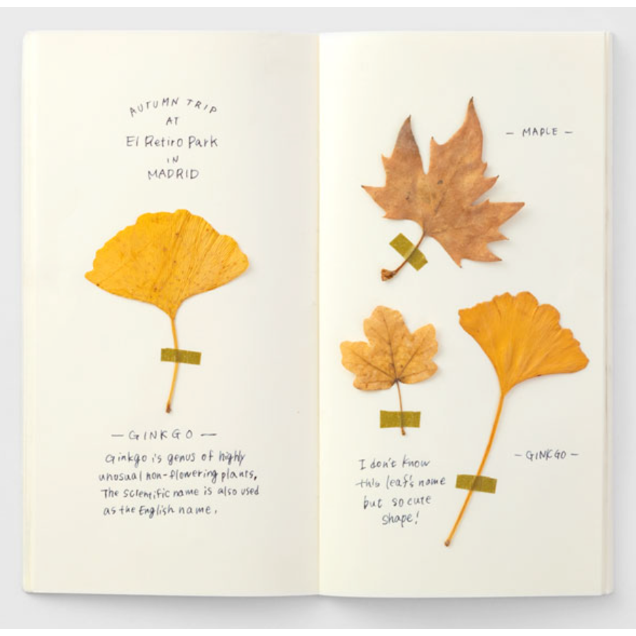 25）MD奶油紙內頁