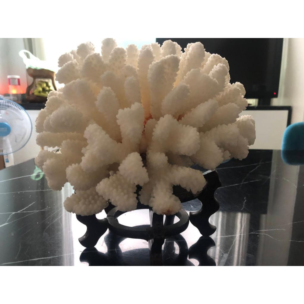 天然白珊瑚擺件居家裝飾附底座工藝品-細節圖3