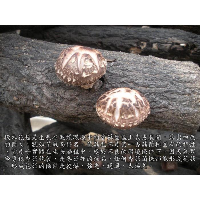 -中大朵台灣段木花菇- 保證是南投仁愛鄉的花菇，量少稀有，超Q超好吃。【彩虹菇】-細節圖5