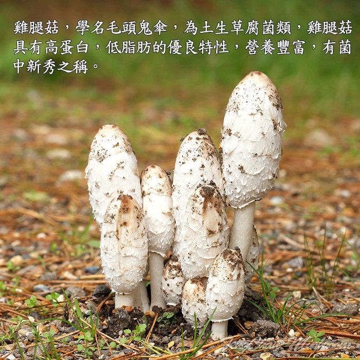 切片雞腿菇/乾燥雞腿蘑- 形如雞腿，肉質肉味似雞絲，高蛋白，低脂肪。-細節圖4