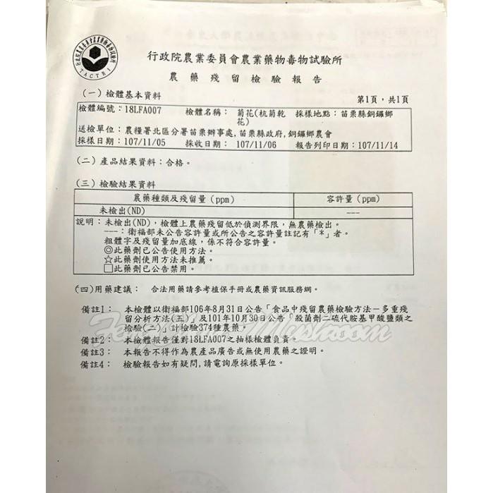 白菊花 杭白菊 甘菊苗栗銅鑼產的，農藥零檢出，買的安心，喝的放心。-細節圖3