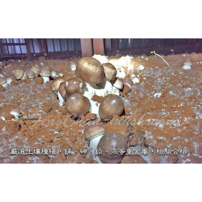 台灣巴西蘑菇(150g裝)~ 台灣姬松茸，南投埔里產，煮雞湯，泡成茶，磨成粉，甘甜好滋味，營養價值高。-細節圖2