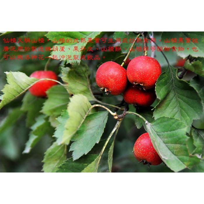 仙楂 ~ 山楂，酸酸甜甜，可製成糕餅等酸甜食物-細節圖2