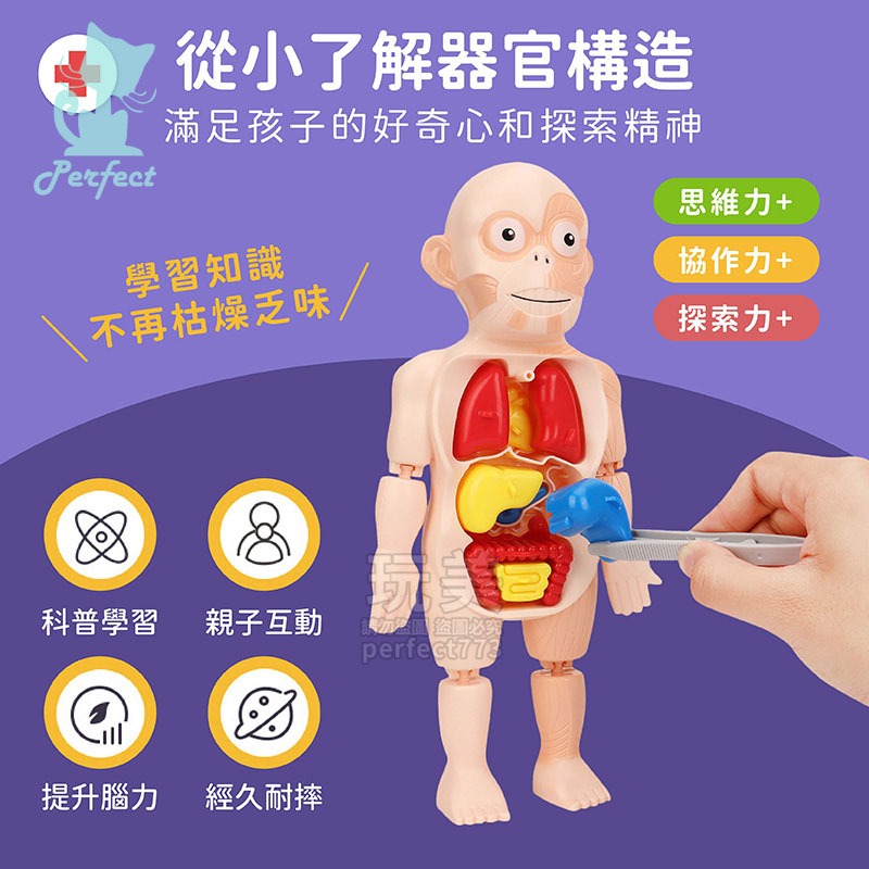 人體模型 器官模型 人體玩具 認知玩具 早教玩具 器官娃娃 解剖玩具 人體器官 兒童玩具 人體構造 玩美 77802-細節圖3