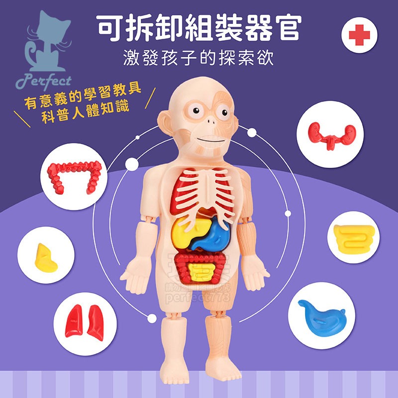 人體模型 器官模型 人體玩具 認知玩具 早教玩具 器官娃娃 解剖玩具 人體器官 兒童玩具 人體構造 玩美 77802-細節圖4
