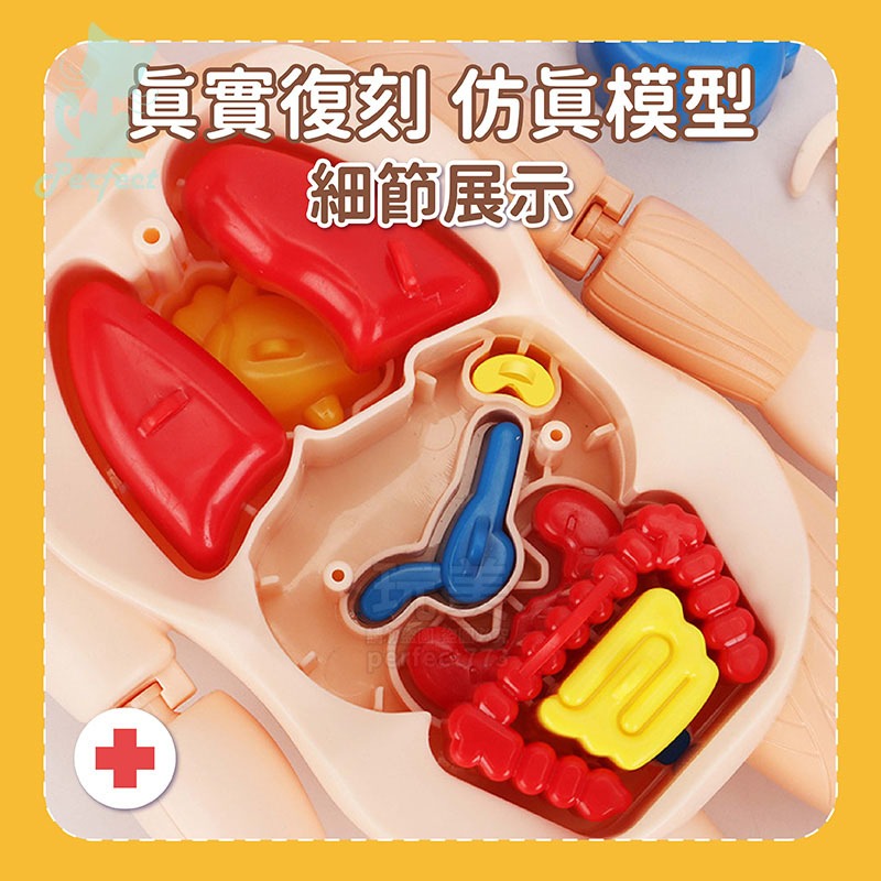 人體模型 器官模型 人體玩具 認知玩具 早教玩具 器官娃娃 解剖玩具 人體器官 兒童玩具 人體構造 玩美 77802-細節圖5