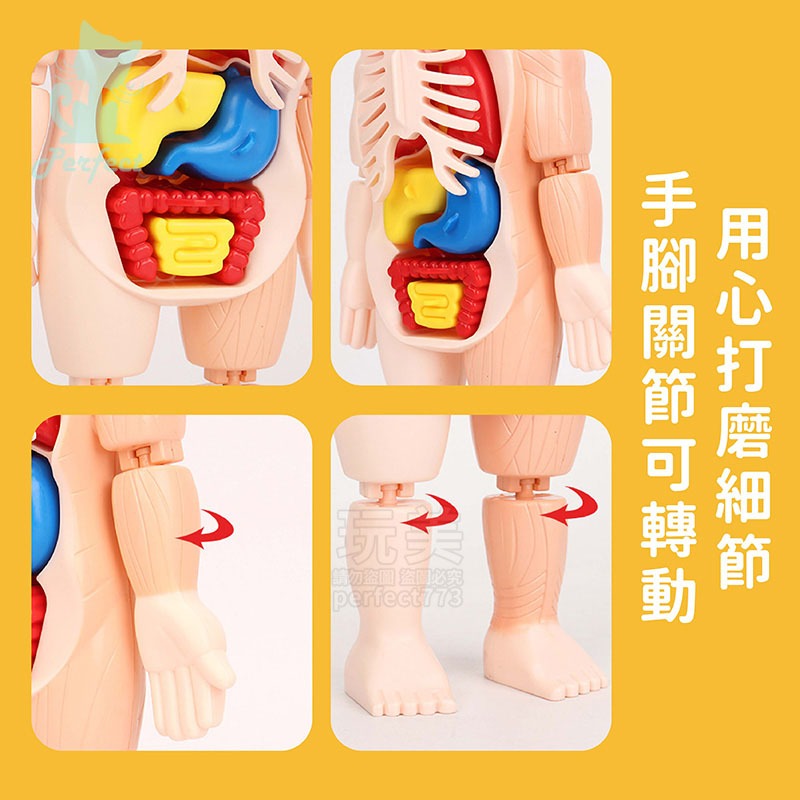 人體模型 器官模型 人體玩具 認知玩具 早教玩具 器官娃娃 解剖玩具 人體器官 兒童玩具 人體構造 玩美 77802-細節圖6