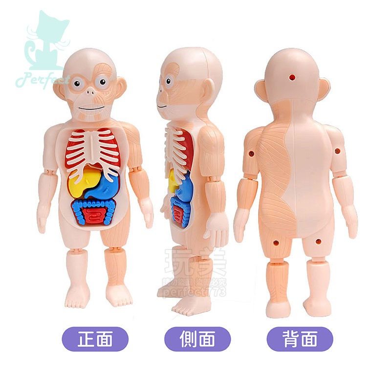 人體模型 器官模型 人體玩具 認知玩具 早教玩具 器官娃娃 解剖玩具 人體器官 兒童玩具 人體構造 玩美 77802-細節圖8