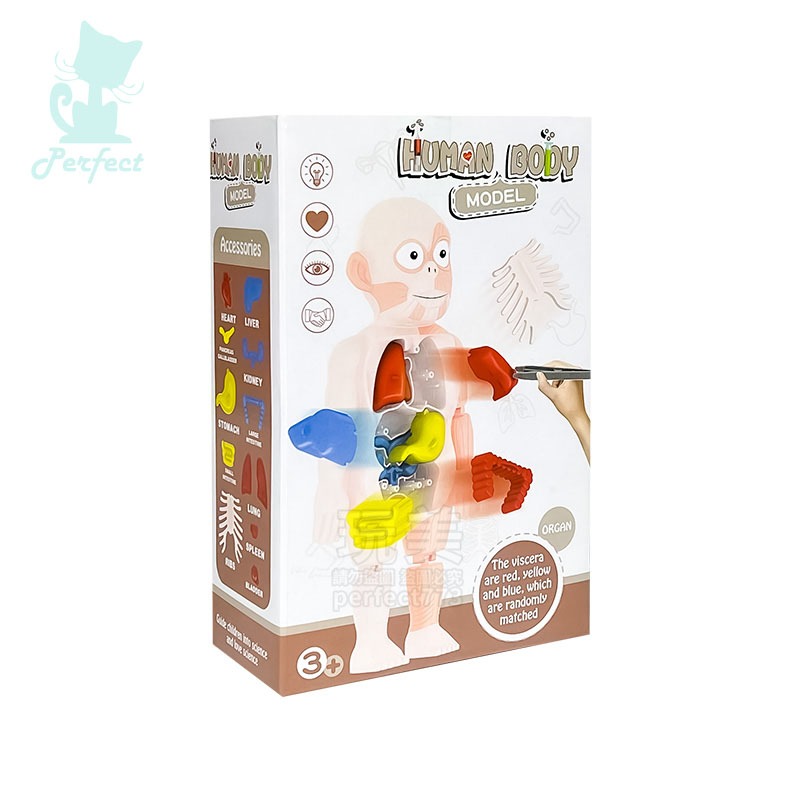 人體模型 器官模型 人體玩具 認知玩具 早教玩具 器官娃娃 解剖玩具 人體器官 兒童玩具 人體構造 玩美 77802-細節圖9