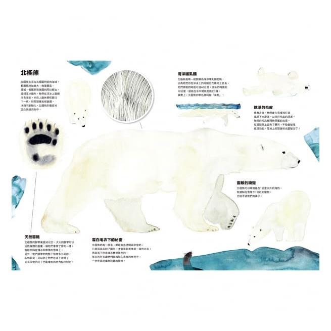 上誼 動物偽裝大師：是誰躲在裡面？ 大醬童書專賣店-細節圖2