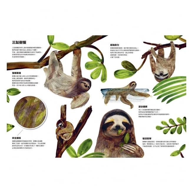 上誼 動物偽裝大師：是誰躲在裡面？ 大醬童書專賣店-細節圖3