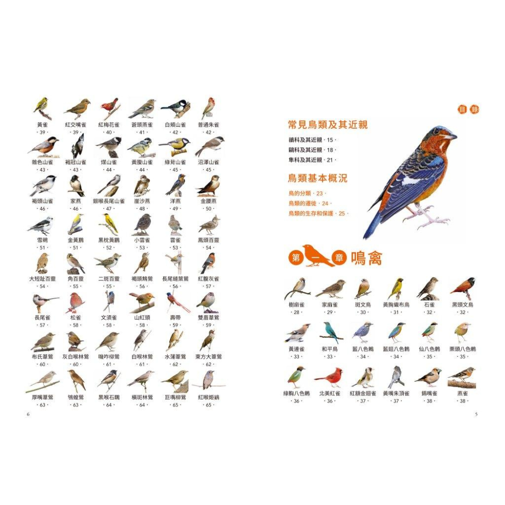 和平國際 鳥類輕圖鑑 大醬童書專賣店-細節圖2