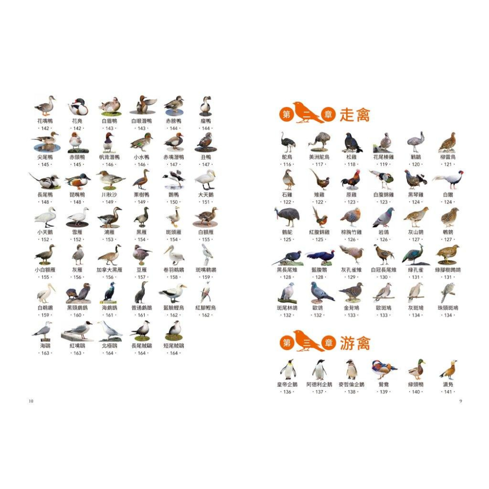 和平國際 鳥類輕圖鑑 大醬童書專賣店-細節圖3