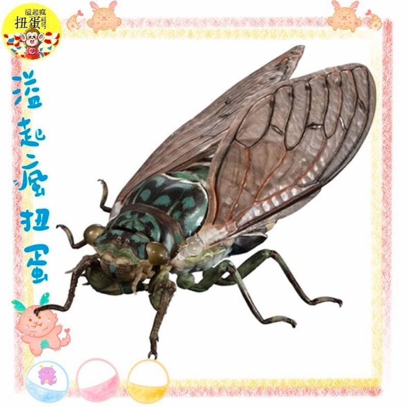 ♧溢起瘋扭蛋♧ 日本 日空版 扭蛋 轉蛋 BANDAI 生物大圖鑑進擊 斑透翅蟬 蟬 幼蟲 昆蟲 高雄 鹽埕-規格圖5