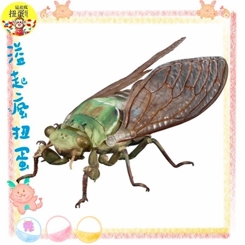 ♧溢起瘋扭蛋♧ 日本 日空版 扭蛋 轉蛋 BANDAI 生物大圖鑑進擊 斑透翅蟬 蟬 幼蟲 昆蟲 高雄 鹽埕-規格圖5