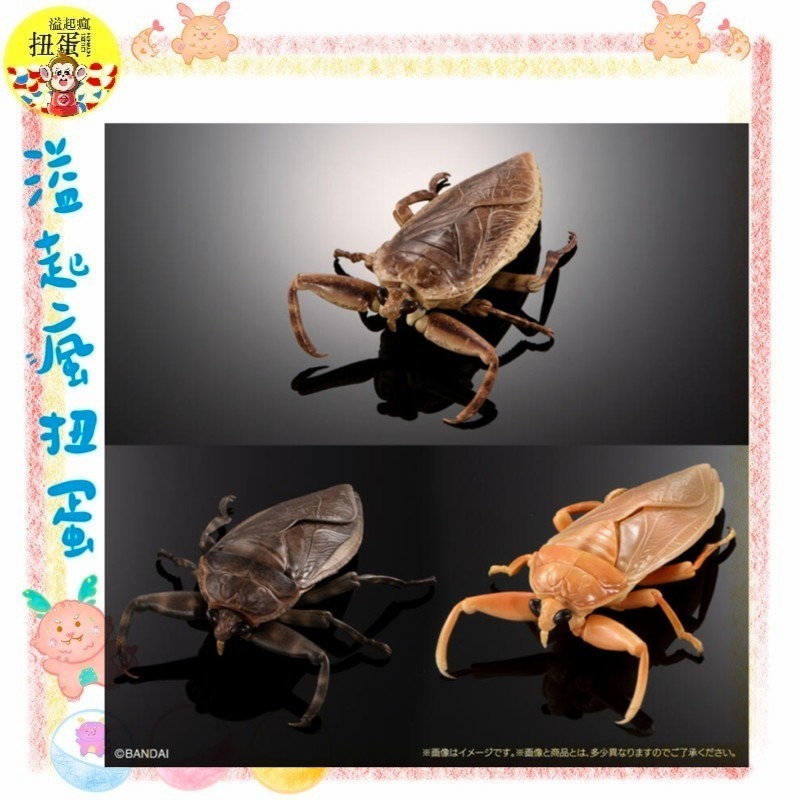 ♧溢起瘋扭蛋♧ 日本 BANDAI 扭蛋 轉蛋 生物大圖鑑進擊 水生昆蟲田鱉 狄式大 田鱉 桂花負蝽 水鱟 高雄 鹽埕-細節圖2