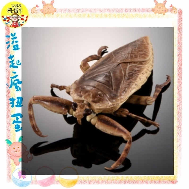 ♧溢起瘋扭蛋♧ 日本 BANDAI 扭蛋 轉蛋 生物大圖鑑進擊 水生昆蟲田鱉 狄式大 田鱉 桂花負蝽 水鱟 高雄 鹽埕-規格圖7