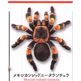 ♧溢起瘋扭蛋♧ 海洋堂 扭蛋 轉蛋 有毒危險動物大全 蜘蛛 蜈蚣 毒蛙 蠍子 章魚 蛇 高雄 鹽埕-規格圖3