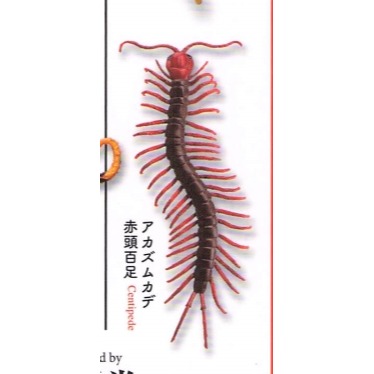 ♧溢起瘋扭蛋♧ 海洋堂 扭蛋 轉蛋 有毒危險動物大全 蜘蛛 蜈蚣 毒蛙 蠍子 章魚 蛇 高雄 鹽埕-規格圖3