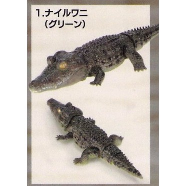 ♧溢起瘋扭蛋♧ BANDAI 轉蛋 扭蛋 生物大圖鑑 鱷魚 生物 圖鑑 模型 可動 動物 公仔 高雄 鹽埕-規格圖3