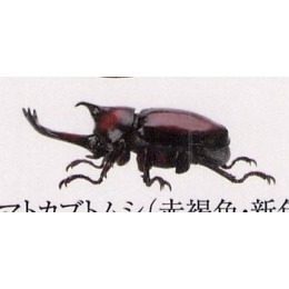 ♧溢起瘋扭蛋♧ BANDAI 扭蛋 轉蛋 生物大圖鑑 獨角仙 甲蟲 寵物 赫克力士 海神 高雄 鹽埕-規格圖7