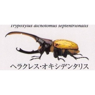 ♧溢起瘋扭蛋♧ BANDAI 扭蛋 轉蛋 生物大圖鑑 獨角仙 甲蟲 寵物 赫克力士 海神 高雄 鹽埕-規格圖7