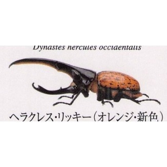 ♧溢起瘋扭蛋♧ BANDAI 扭蛋 轉蛋 生物大圖鑑 獨角仙 甲蟲 寵物 赫克力士 海神 高雄 鹽埕-規格圖4